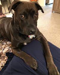 Home Pitbull Lab Mix Pitbull Lab Pitbull Mix Puppies