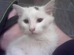 Male kitten available for adoption! 😻🐈💙 Very cuddly! loves attention!  Purrs up a storm!