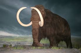 Die mammut rekonstruktion ausstellung prahistorisches museum. Die Letzten Mammute Starben Als Die Grossen Pyramiden Agyptens Bereits Existierten Natur Derstandard De Wissen Und Gesellschaft