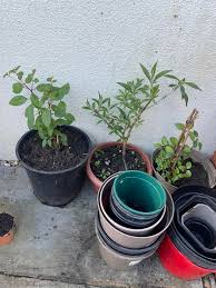 Image result for Dasylepis eggelingii