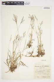 Image result for Digitaria abyssinica