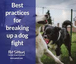 Better than stopping two male dogs from fighting is preventing them from attacking each other in the first place. Best Practices For Breaking Up A Dog Fight