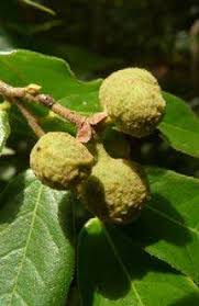 Image result for Uvaria tanzaniae