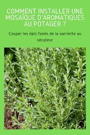 Comment Realiser Une Mosaique D Aromatiques Potager Aromates Origan Plante