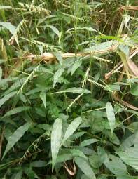 Image result for Oplismenus compositus