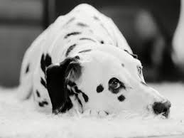 Black And White Spotted Dog Not Only Are Dalmatians Black And White But They Can Be Brown And White Super Smart But Not The Best Family Pet Dalmata Amigo Peludo