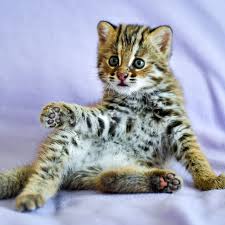 It's hard to find a price because declawing a cat will actually cause far more problems for you down the line, without their claws they will use their teeth. Cat Declawing Is Now Banned In New York Vox