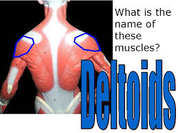 Select a muscle and it provides the exercises to workout the selected muscle. What Is The Action Of This Muscle What