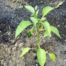 Most poblano recipes use the pepper as a container. Mucho Nacho Peppers Manda Makes