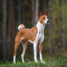 Teacup dogs are not a recognized breed by the american kennel club, dr. 6 Ancient Dog Breeds That Originated In Egypt