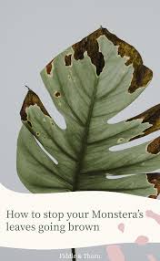 How To Stop Your Monstera S Leaves Turning Brown Monstera Leaf Monstera Plant Leaves Turning