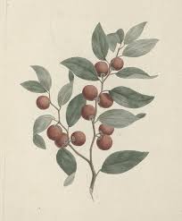 Image result for Ziziphus abyssinica