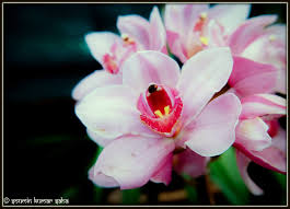 Image result for Habenaria magnirostris