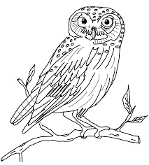 Owls are unique and fascinating raptors, but identifying them can be a challenge. Free Printable Owl Coloring Pages For Kids Coloring Library