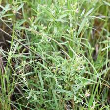 Image result for Indigastrum parviflorum