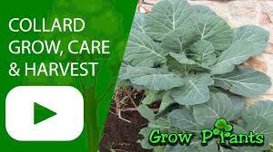 Choose a variety & purchase seeds. Collard Greens Growing Harvesting For Edible Leaves Youtube