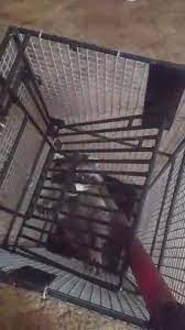 When you're in need of bed bug control services, certified pest & termite control is your best choice. Defender Pest Control Wildlife Management Home Facebook