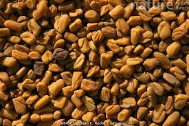 Image result for Trigonella