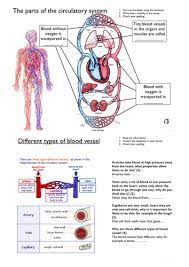 The structure of a long bone allows for the best visualization of all of the parts of a bone (figure 1). Blood Vessels Worksheet Ks3 Teaching Resources
