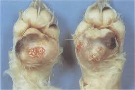 We did not find results for: Conditions Of The Canine Foot Pad Vet360