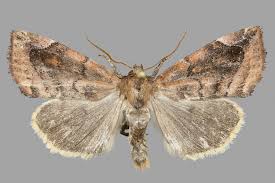 Image result for Cosmia diffinis