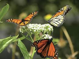 It S Migration Season For The Monarch Butterfly They Have Wintered In Mexico Mating Has Started And The Oran Orange And Black Butterfly Monarch Milkweed Plant