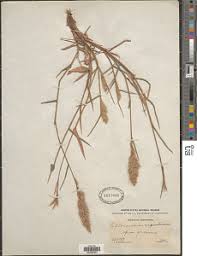 Image result for Leptochloa uniflora