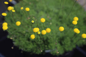 Image result for Cotula