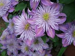 Modest in height this is a perfect choice for the garden with limited space. Clematis Crystal Fountain Clematis Plants Clematis Care