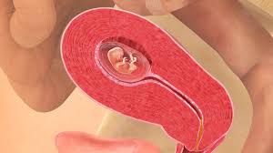 Uke 1, 2 og 3 av svangerskapet er før du vet at du er gravid. 10 Uker Gravid Babyverden No