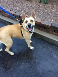We would like to show you a description here but the site won't allow us. Pinal Animal Group Gets Grant To Spay Neuter 105 Pets Home And Hearth Pinalcentral Com