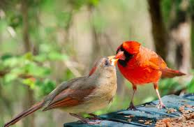 Male cardinals are brilliant red all over, with a reddish bill and black face immediately around the bill. Have You Ever Seen A Cardinal Act Like This Before Duncraft Wild Bird Blog