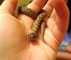 My Baby Western Hognose Cutest Paw Cute Baby Animals Baby Snakes Baby Animals