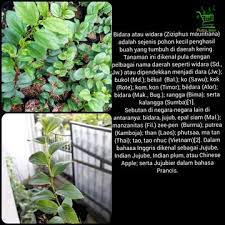 We did not find results for: Ternyata Khasiat Daun Bidara Juga Bisa Untuk Mengusir Jin Bukareview