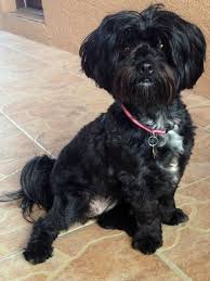 Gooddog.com has been visited by 10k+ users in the past month Black Shipoo Poodle Mix Dogs Cute Puppies Havanese Dogs