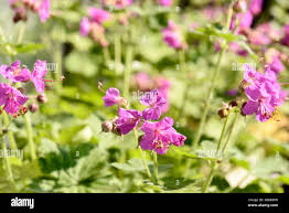 Image result for Chlorophytum macrorrhizum