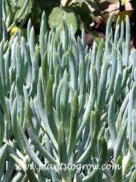 Image result for Senecio letouzeyanus
