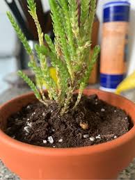 A rare, impressive houseplant for any succulent collection. My Watch Chain Is Dying From The Bottom Up Does Anyone Know What This Could Be Due To Houseplants