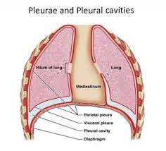 Anatomy Of Pleura Clinical Anatomy Operative Surgery Facebook