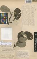 Image result for Monotes hypoleucus