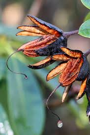 Panoramio Photo Of Rhododendron Seed Pods At The Arboretum Seed Pods Seeds Tree Seeds