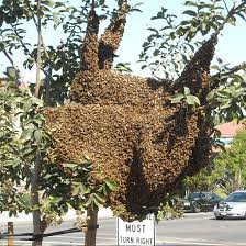 Corky's pest control provides pest control in san diego, los angeles, san bernardino, napa and solano county. Pest Control Oceanside Ca Pinpoint Pest In San Diego Ca