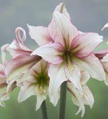 Amaryllis Green Magic Amaryllis Flower Seeds Indoor Flowers