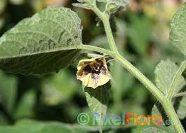 Image result for Physalis viscosa