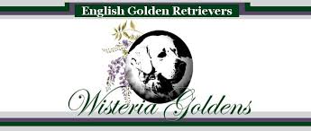 Arkansas golden retriever dog rescue group directory. Wisteria Goldens English Cream Golden Retriever Puppies For Sale