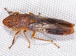 Image result for Harpochloa pseudoharpechloa