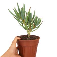 Image result for Aloidendron