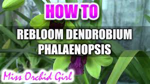 How To Rebloom Dendrobium Phalaenopsis Orchids Youtube