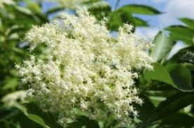 Check spelling or type a new query. Il Fiore Di Sambuco Bloom Blog Bloomsisters Sagl