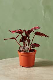 Image result for Begonia rex